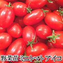 野菜苗！【苗】アイコ【ミニトマト】8本セット（9cmポット）鹿児島