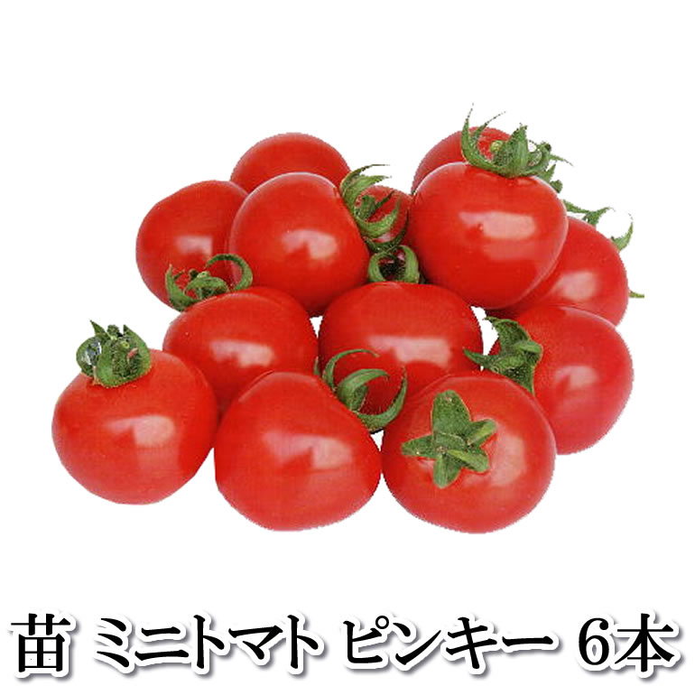 野菜苗！【苗】ピンキー【ミニトマト】　6本セット (10.5cmポット)　鹿児島