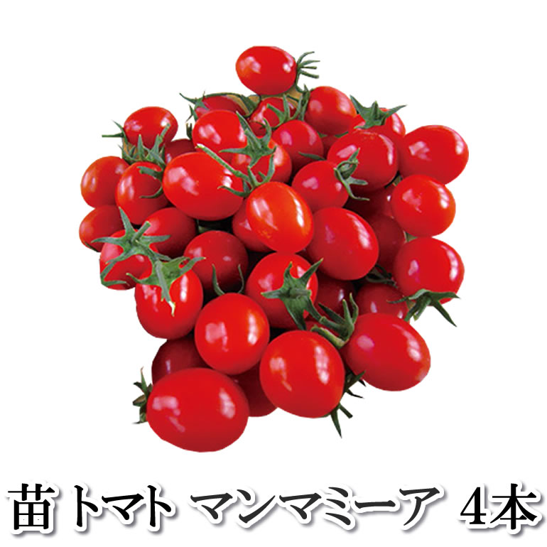 野菜苗！【苗】　マンマミーア【ミニトマト】　4本セット （10.5cmポット）　鹿児島のサムネイル