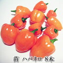 野菜苗 ハバネロレッド(赤) 唐辛子 8本セット 9cmポット