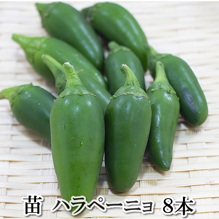 野菜苗 ハラペーニョ 唐辛子 8本セット 9cmポット