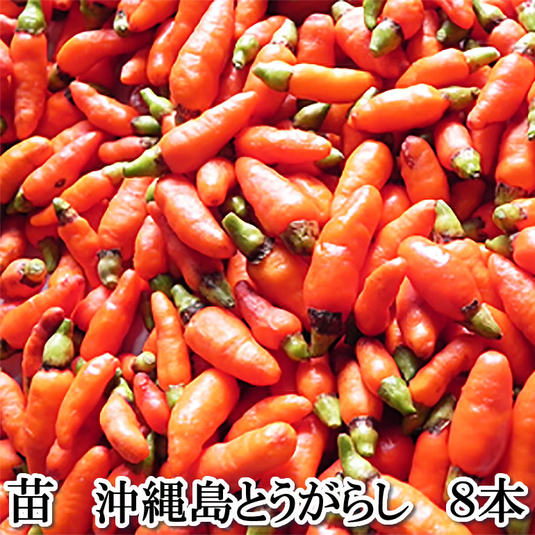 ��ؕc ���꓇�Ƃ����炵 8�{�Z�b�g 9cm�|�b�g