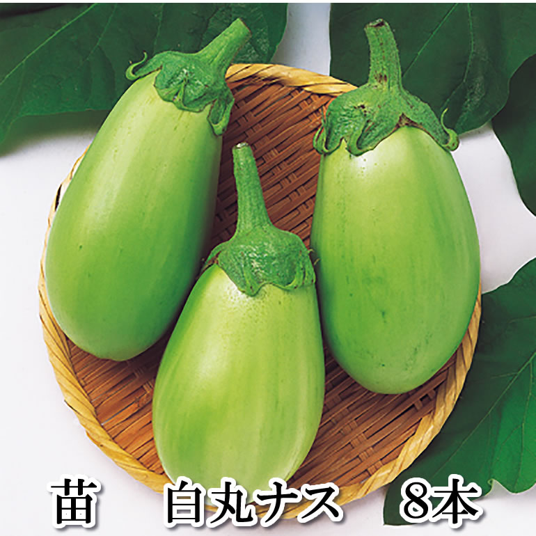 野菜苗 白丸茄子 白丸ナス 白丸なす 8本セット 9cmポット 白丸ナスのサムネイル