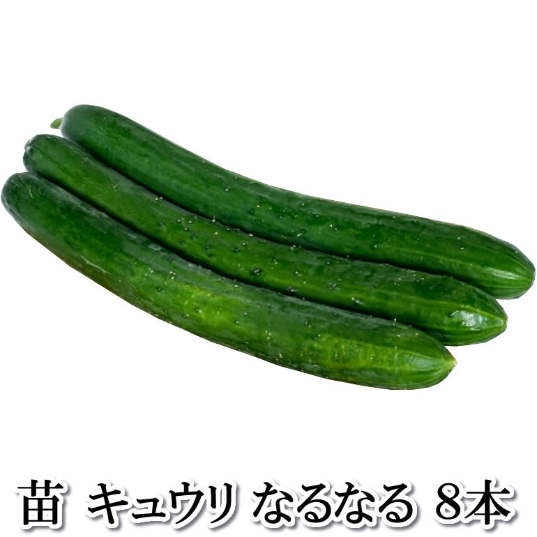 野菜苗 【苗】なるなる【キュウリ】きゅうり 胡瓜 8本セット 9cmポット 鹿児島