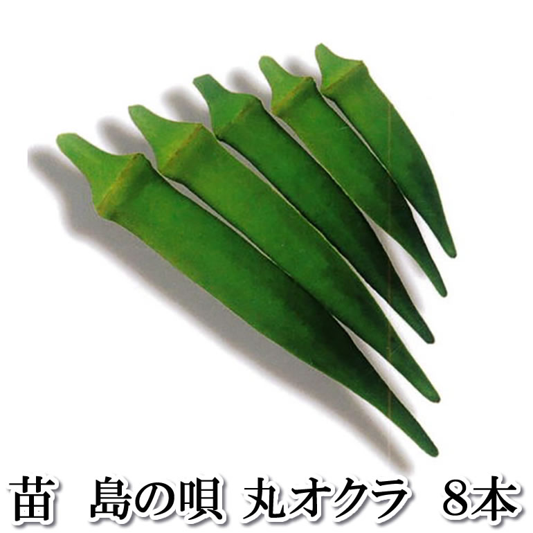 Rakuten - 野菜苗 エメラルド 丸オクラ 8本セット 9cmポット