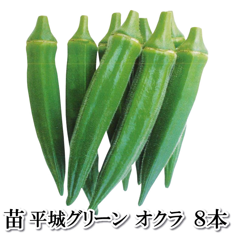 Rakuten - 野菜苗 大奥 五角オクラ 8本セット 9cmポット