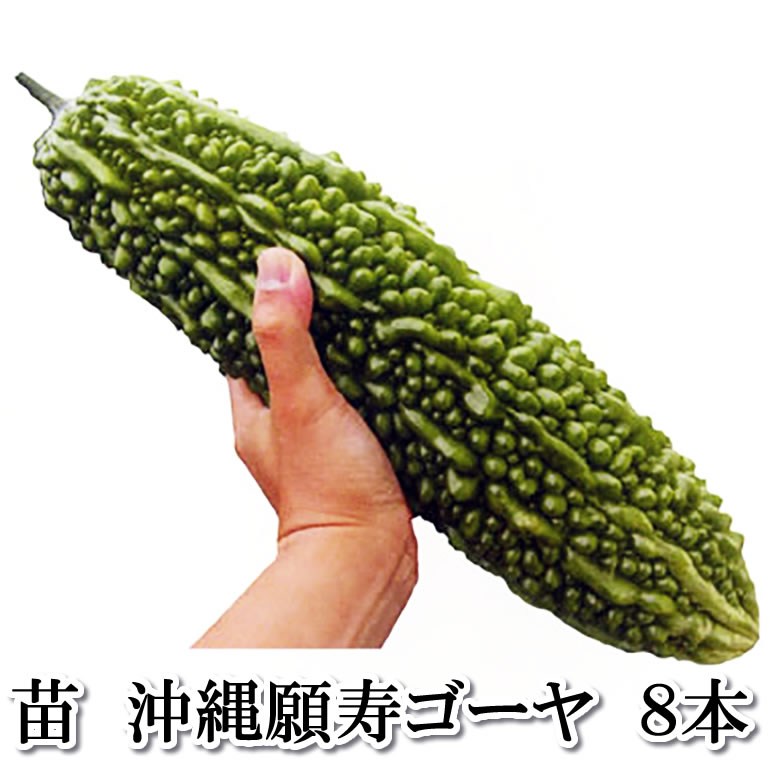 樂天商城 - 野菜苗！【苗】沖縄願寿ゴーヤ【にがうり】8本セット（9cmポット）　鹿児島