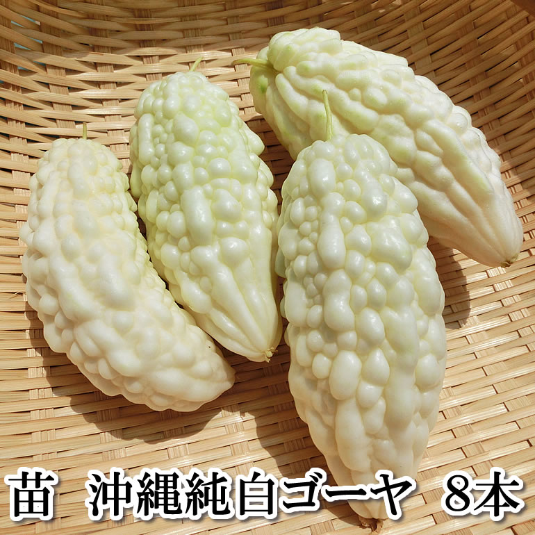 野菜苗 【苗】沖縄純白ゴーヤ【にがうり】8本セット 9cmポット 鹿児島