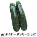 野菜苗！ダイナー8本セット（9cmポット）鹿児島