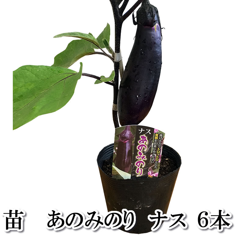 樂天商城 - 野菜苗 あのみのり 茄子 なす ナス 6本セット 9cmポット