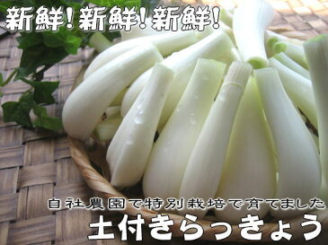 【2回目の収穫ご予約締め切りは6/8AM8時まで】特別栽培で育てた新鮮な洗いらっきょう5kg【送料込】らっきょう　新鮮　野菜　鹿児島　九州　お漬物 おおすみファーム