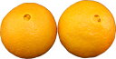 オレンジ　2玉　【アメリカ・南アフリカ・オーストラリア】