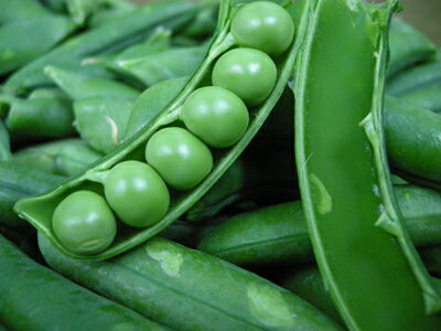 ��Ȣ���䡡�����ԡ����ʤ���������ɤ��ˡ�1Ȣ����4kg����ˡ��񻺡ʼ����绺�ʤɡ���¾�ˡ����̳�ѡ����������