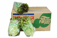 低カリウムレタス 三重県伊賀産【野菜セット同梱で送料無料】