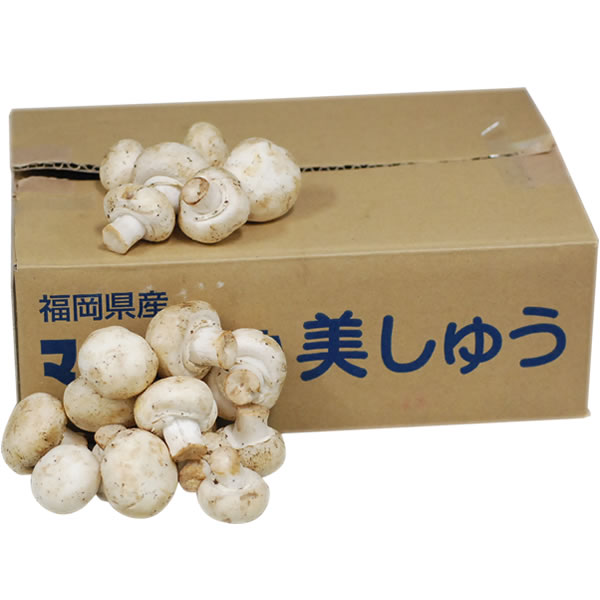 【箱売り】　ホワイトマッシュルーム　1箱（約2kg）　福岡・岡山産　【業務用・大量販売】