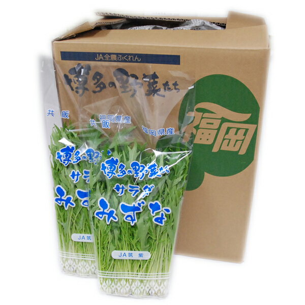 【箱売り】　水菜（みず菜）　1箱（200g×20袋入り）　福岡産　 【業務用・大量販売】【RCP】 1