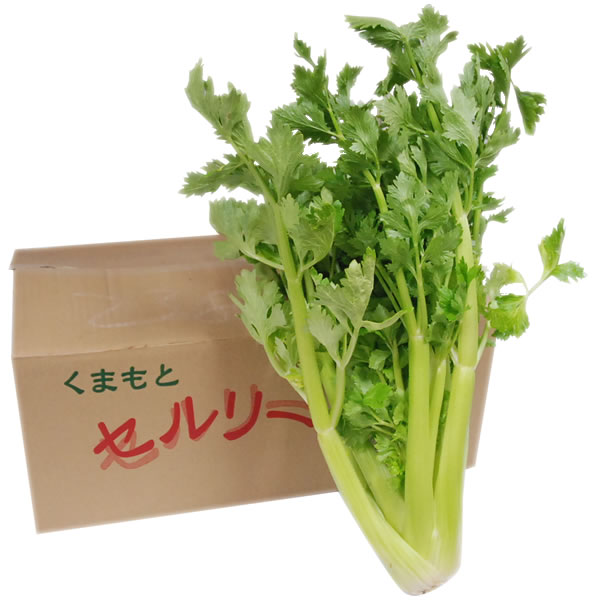 【箱売り】　セロリ　1箱（5～10株入り）　長野産・熊本・福