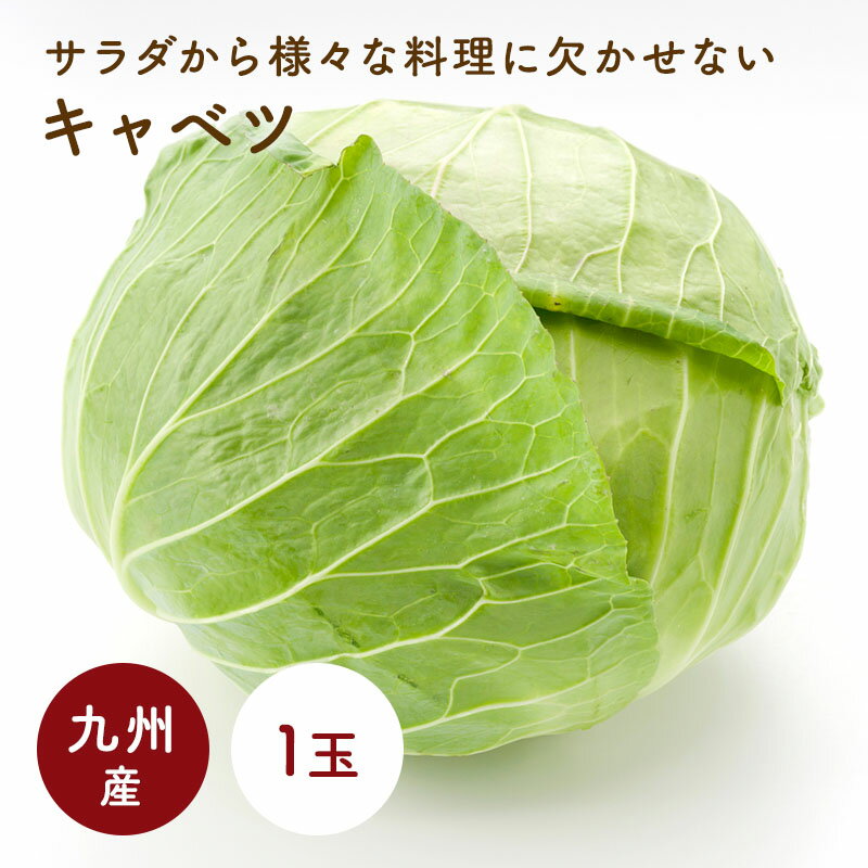 国産乾燥キャベツ 3kg（1kg×3袋） 国産乾燥野菜シリーズ 送料無料 エアドライ 低温熱風乾燥製法 九州産 熊本県産 みそ汁 フリーズドライ ドライベジタブル 保存食 非常食 長期保存