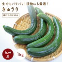九州産 きゅうり(キューり) 1kg (曲がり、大小込み) <九州・長崎・福岡産>