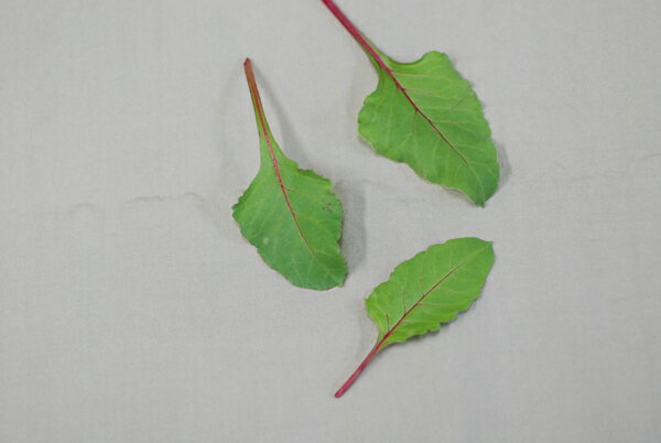 �彣�� �ǥȥ����� 1�ѥå���������������Τ����ɤ�ˡ���彣��ʡ������