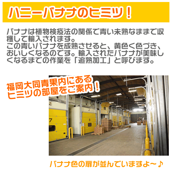 【お得なクーポン 〜6/27】 ハニーバナナ　1カット(5~6本)　1房(約2.2kg)　1箱(約12kg/4~5房）　エクアドル産