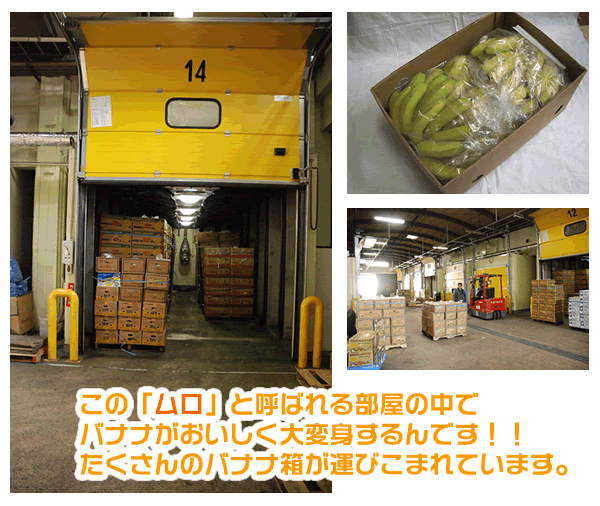 【お得なクーポン 〜6/27】 ハニーバナナ　1カット(5~6本)　1房(約2.2kg)　1箱(約12kg/4~5房）　エクアドル産