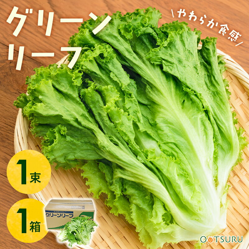 グリーンリーフ 1束 / 1箱（12〜18束入り）選べる内容量
