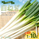 白ねぎ(長ネギ・根深) 1束(2~3本)/1箱(約300g×10束) 大分・九州産