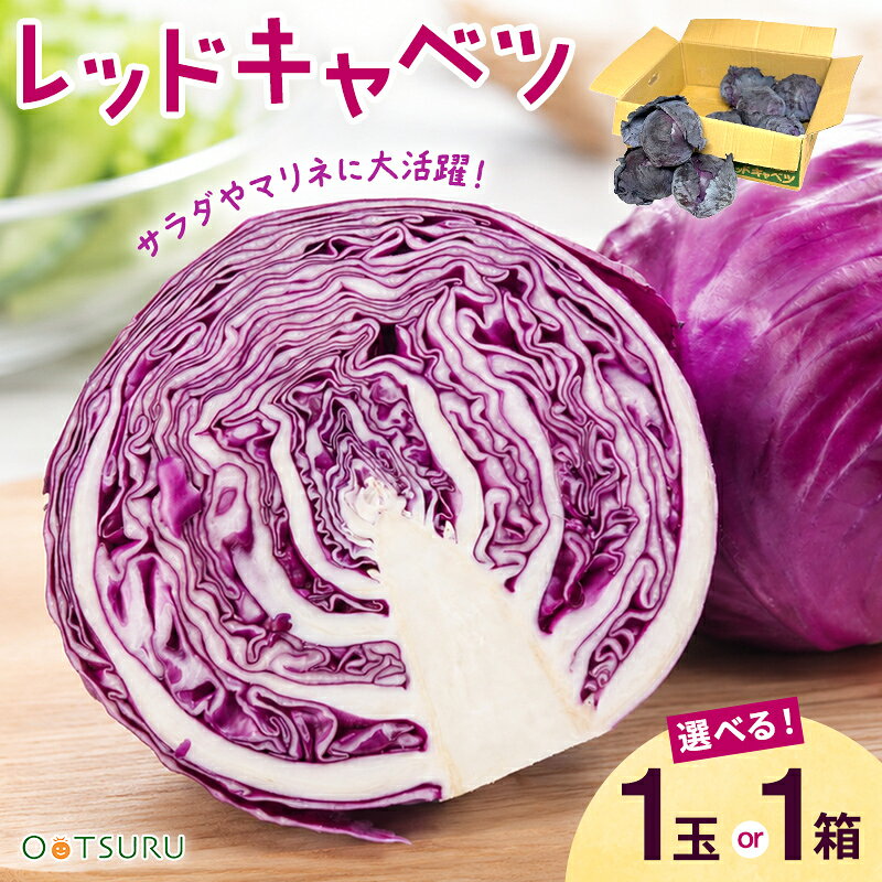 レッドキャベツ（紫キャベツ・赤キャベツ・きゃべつ）　1玉・1箱（6~12玉）　＜鹿児島・熊本・佐賀・長野・岡山産＞
