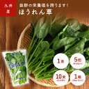 ほうれん草(ホーレン草) 1束 5把 10束 1箱 国産 九州・長野など