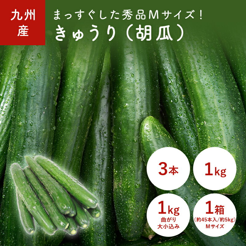 きゅうり（胡瓜）　3本(Mサイズ)　1kg　1kg(曲がり,大小込み)　1箱(Mサイズ) 九州産・熊本・福岡・佐賀・長崎産