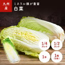 白菜(はくさい・ハクサイ) 1/2カット 1/4カット 1本 1箱(6本入り) <福岡・大分・九州産>