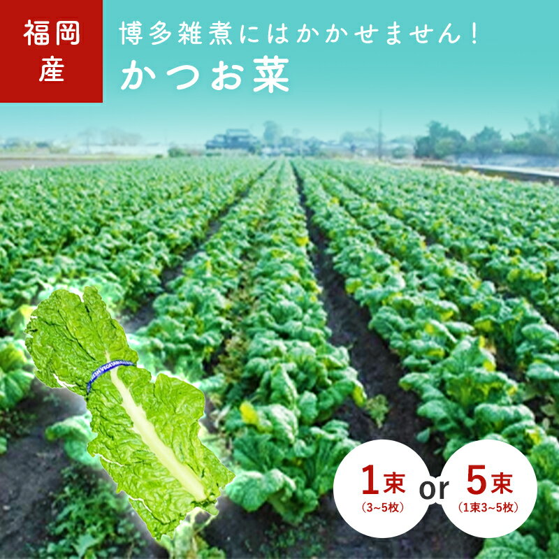 かつお菜 1束(3~5枚) 5束(1束3~5枚) 福岡産