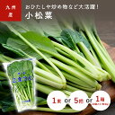 九州産 野菜 小松菜(こまつな・コマツナ) 骨を丈夫に! 1束(約200g) 5把 1箱(20袋) <長崎・福岡・九州>