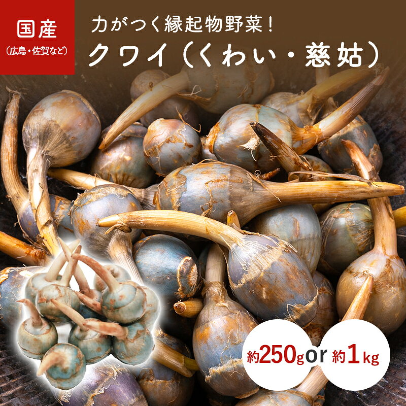 お正月　野菜　クワイ（くわい・慈姑）力がつく縁起物野菜！　約250g　約1kg　＜国産（広島・佐賀など..