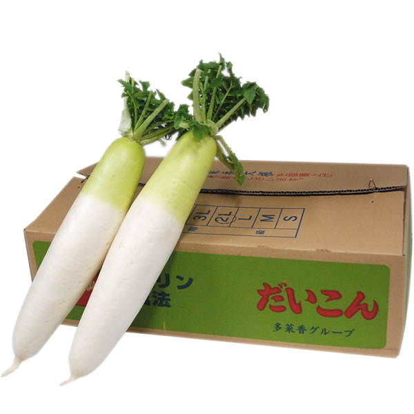 <箱売り> 大根(だいこん) 1箱(7本〜12本入り) 国産、福岡・熊本・長野・青森・北海道など<業務用・大量販売>
