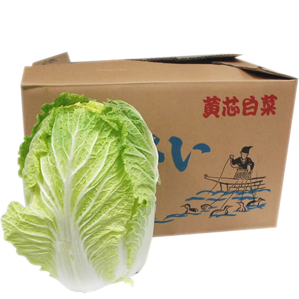 【国産白菜】鍋料理やスープの具材に！人気の美味しい白菜は？