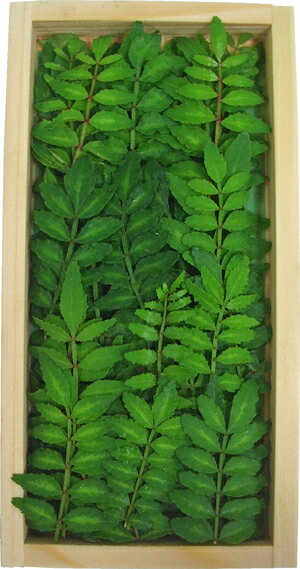 木の芽 きのめ・山椒の葉 1パック 国産