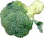 九州産　ブロッコリー　凝縮された森。（和名・緑化野菜）　　1株　九州の安心・安全な野菜！　【九州・福岡・佐賀・長崎】
