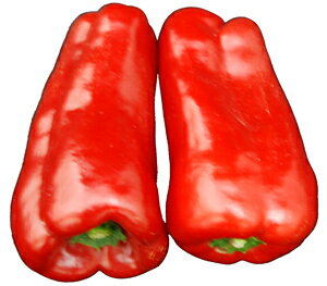 赤ピーマン(レッドピーマン) 1袋(約100g) 福岡・熊本・高知
