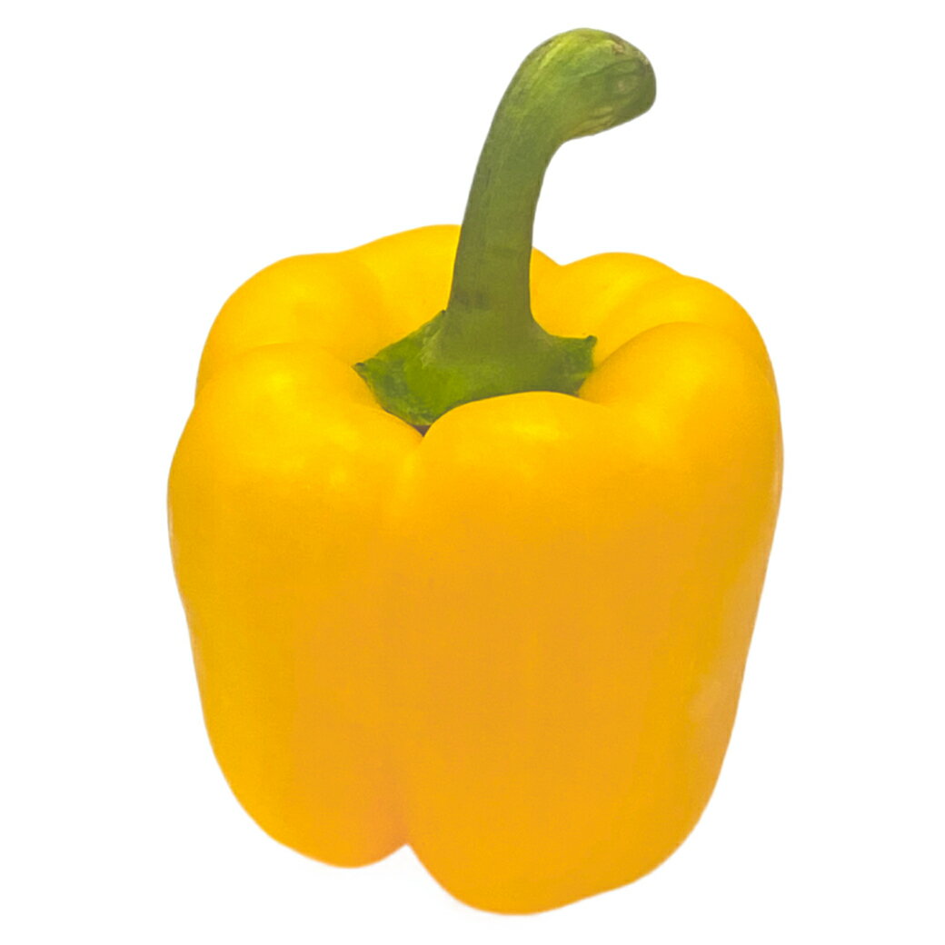 パプリカ(黄・イエロー)大型の肉厚ピーマンです! 1玉 <ニュージーランド・オランダ・韓国>