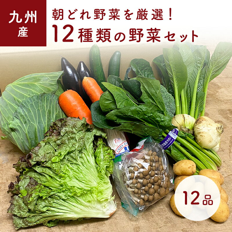 「あす楽」【セット】　おまかせ　九州野菜セット　12品 旬の野菜詰め合せ・おまかせ詰め合わせセット！　人気のセット！　西日本　【送料無料】