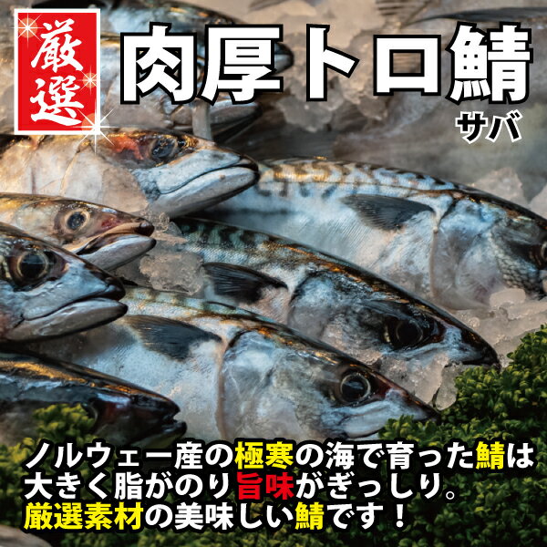 【SALE】厳選 肉厚トロ鯖 訳あり 5枚入り(1枚 約140g)【送料無料 鯖 さば 塩鯖 サバ 塩サバ】　魚真