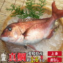 真鯛 上身 (皮なし) 1尾分 (1尾あたり約1.6kg) 養殖真鯛 お作り お祝い ギフト お食い初め たい スキンレス 業務用 魚真