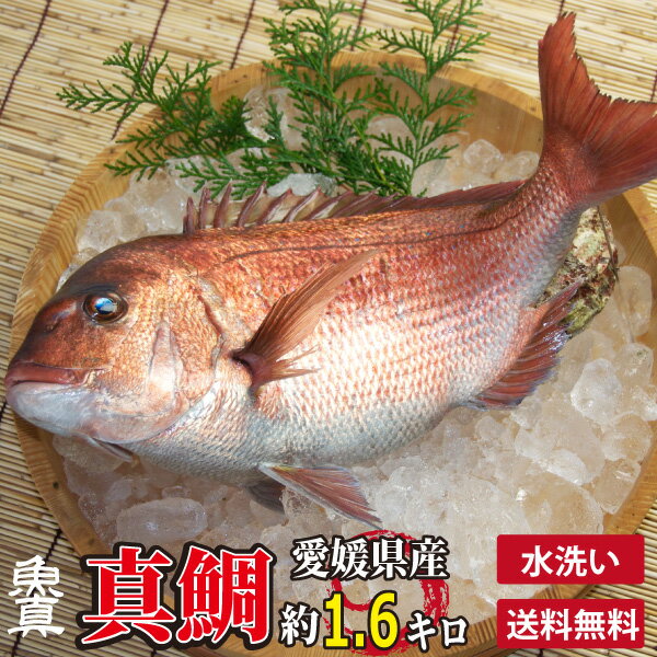 真鯛 水洗い 1尾 (1尾あたり約1.6kg) 養殖真鯛 お作り お祝い ギフト お食い初め たい 業務用 魚真