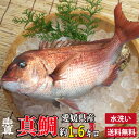 商品説明 商品名：愛媛県産 養殖真鯛 1尾 水洗い 産地：愛媛県 重量：水洗い前で約1.6kg(うろこ取、内臓取、エラ取を施すため、表記より多少軽くなります。) 保存方法：冷蔵（商品到着後は、なるべくお早めにお召し上がりください。) 販売業者：大津水産株式会社 （滋賀県大津市瀬田大江町59番1号） 備考：発送については冷蔵便での発送となります。 そのため、他の商品と同梱はできません。あらかじめご了承ください。 ※送料無料商品に関して、北海道・沖縄は別途980円が加算されます。