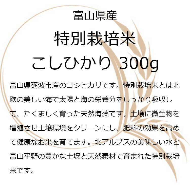 令和7年産 米 富山県産 国産 お米 300グラム コシヒカリ 富山県産こしひかり特別栽培米1袋 (300g 約2合)【送料無料】お試し メール便 グルメ食品
