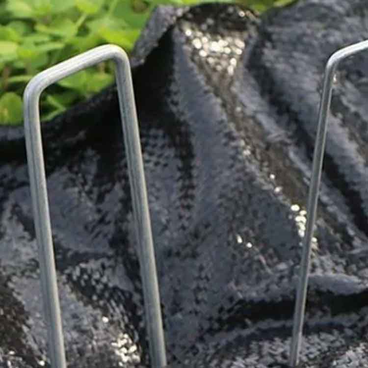 U�ԥ� 100�ܥ��å� ���𥷡����� U���� �ޤ��� �������ԥ� ���𥷡��� �ɤ��������� �ɤ��������� ������ ���� �͹��� �������ԥ� �������ԥ� 10cm 15cm 20cm ��ݥ�����