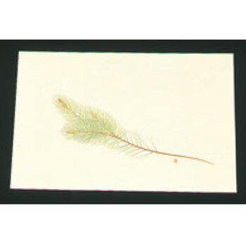 尺三 懐石まっと クリーム(100枚入)WSS-2 松【敷マット】【懐石料理】