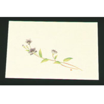 尺三 懐石まっと クリーム(100枚入)WSS-13ききょう【敷マット】【懐石料理】